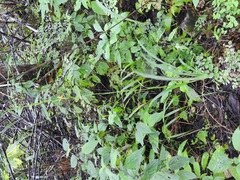 Echeandia breedlovei