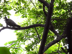 Dendrocopos analis