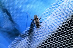 Panaorus albomaculatus
