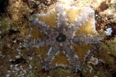 Meridiastra