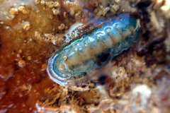 Ischnochiton subviridis