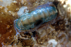 Ischnochiton subviridis