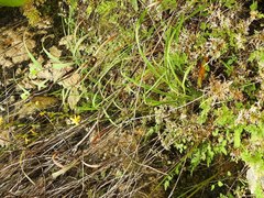 Echeandia breedlovei