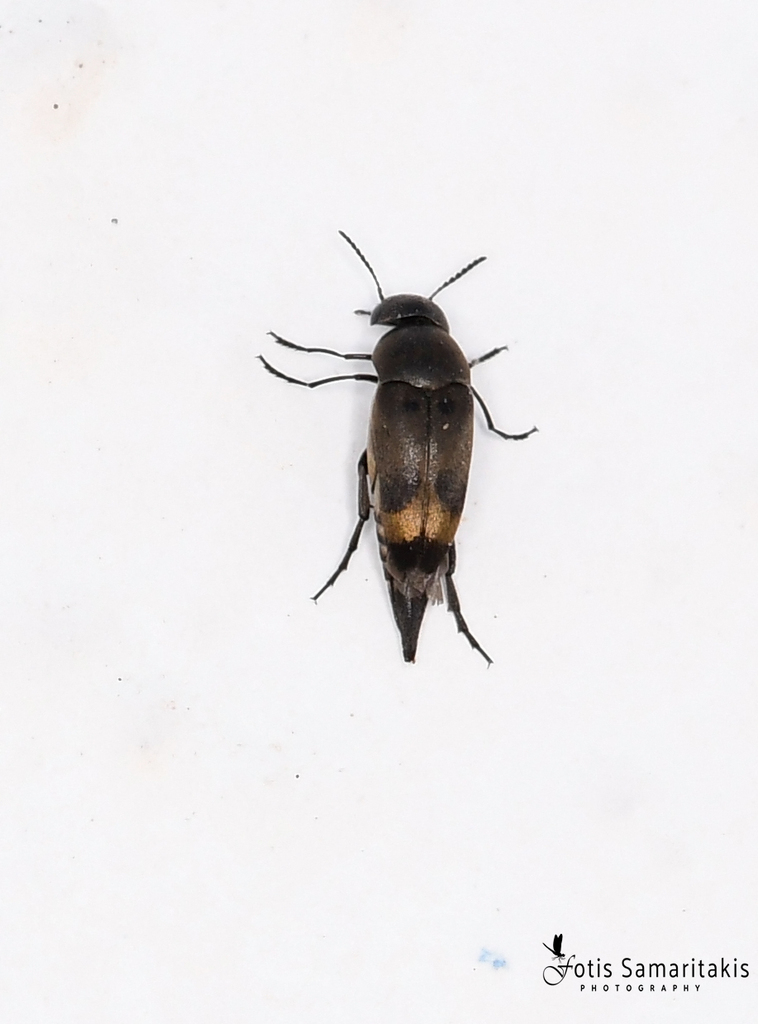 Mediimorda attalica