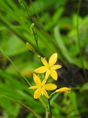 Echeandia breedlovei