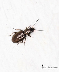 Bembidion leucoscelis