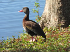 Dendrocygna autumnalis