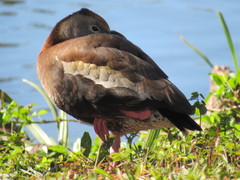Dendrocygna autumnalis