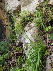 Echeandia breedlovei