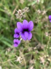 Monopsis simplex