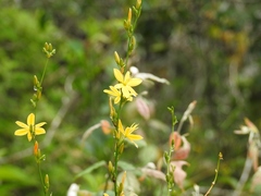 Echeandia breedlovei