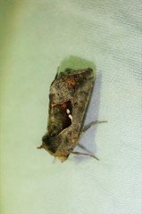 Erythroplusia rutilifrons