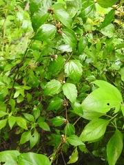 Calea ternifolia