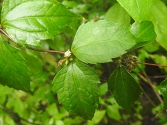 Calea ternifolia