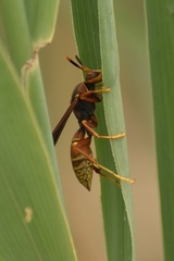 Polistes buyssoni