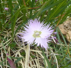 Dianthus sternbergii