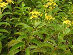 Electranthera mutica