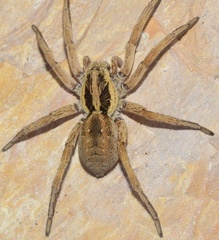 Hogna ferox