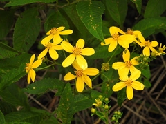 Electranthera mutica