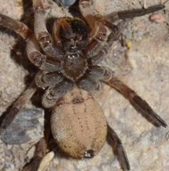 Hogna ferox