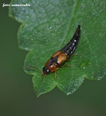 Tachyporus caucasicus