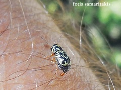 Pachybrachis hieroglyphicus