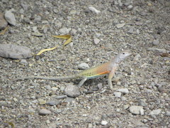 Cophosaurus texanus scitulus