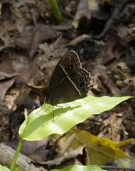 Mycalesis subdita