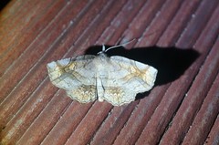 Pangrapta flavomacula