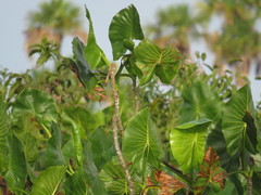 Montrichardia