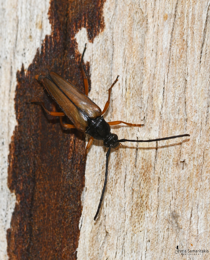 Pedostrangalia ariadne