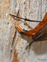 Pedostrangalia ariadne