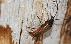 Pedostrangalia ariadne