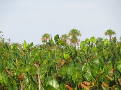 Montrichardia