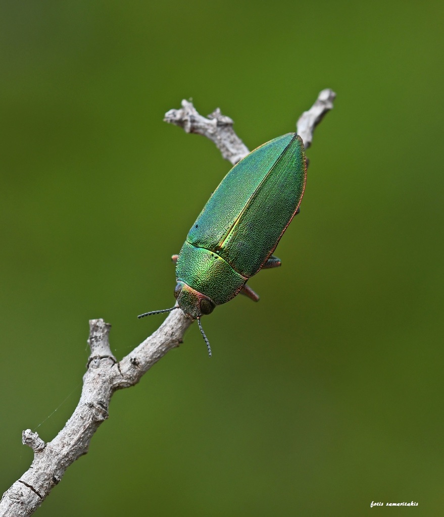 Perotis margotana