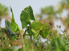 Montrichardia