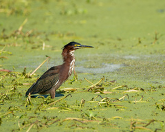 Butorides virescens image