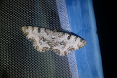 Ophthalmitis albosignaria
