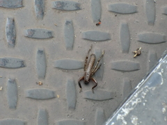 Liparoscelis pallidispina