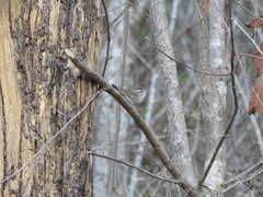 Uropsila leucogastra