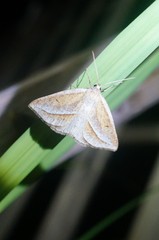 Chariaspilates formosaria