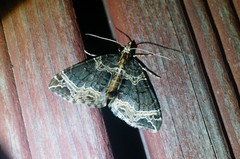 Ecliptopera umbrosaria