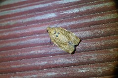 Choristoneura longicellana