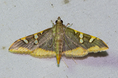 Prophantis adusta