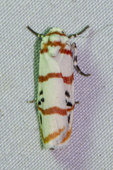 Cyana quadrinotata