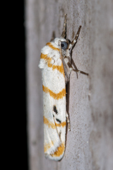 Cyana quadrinotata