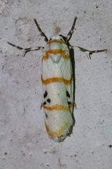 Cyana quadrinotata