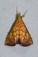 Pyrausta ignealis