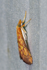 Pyrausta ignealis