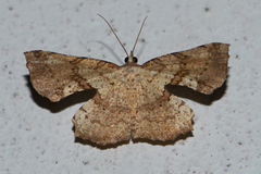 Corymica